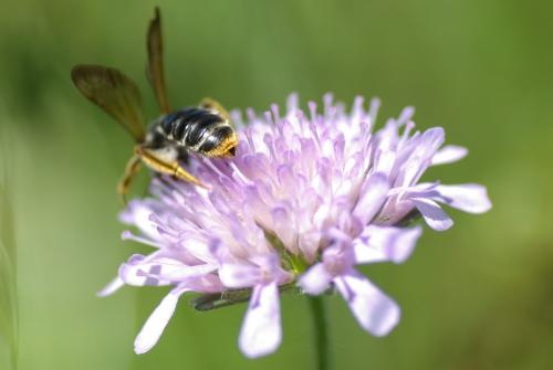 Andrena hattorfiana